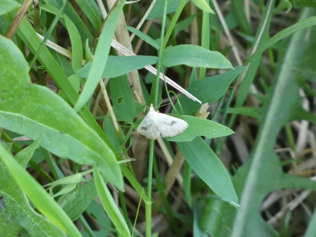Rivula sericealis - selymes lórombagoly