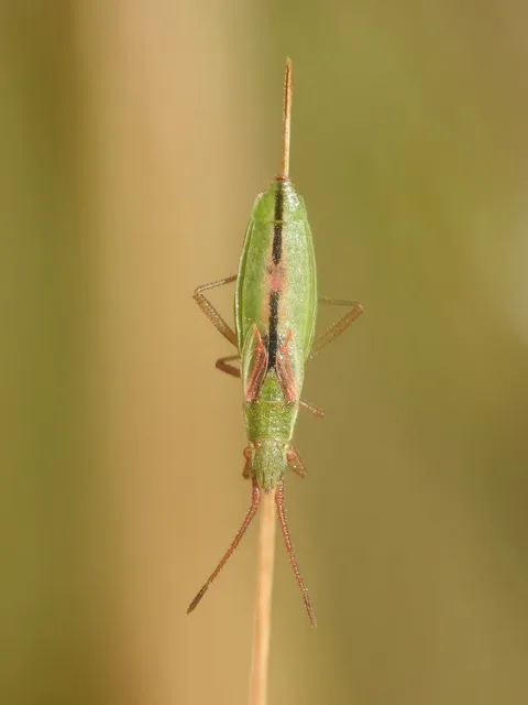 Myrmus miriformis - kurtaszárnyú karimáspoloska