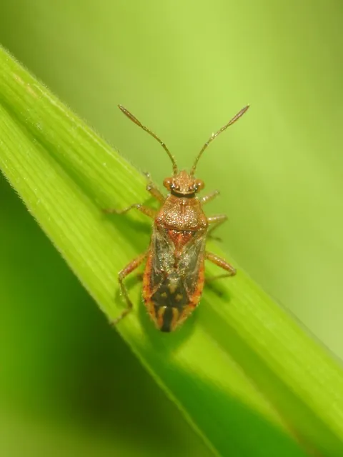 Rhopalidae - üvegpoloskák
