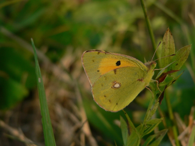Colias croceus - sáfránylepke
