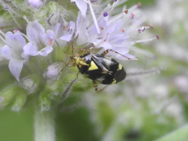 Liocoris tripustulatus - hárompettyes mezeipoloska