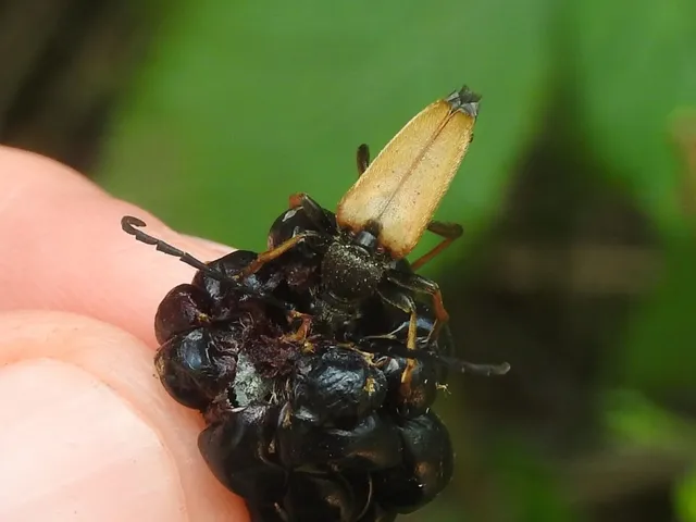 Stictoleptura rubra - vörös virágcincér