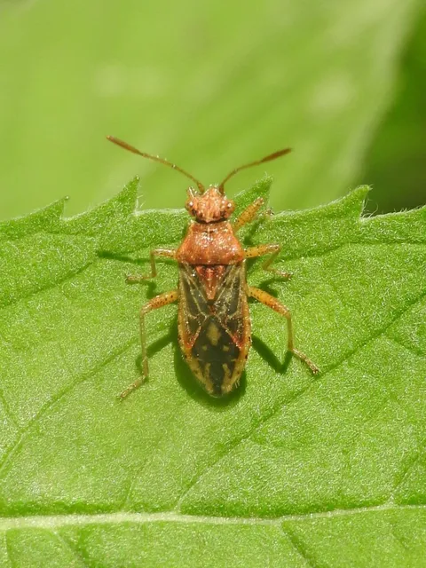 Rhopalidae - üvegpoloskák