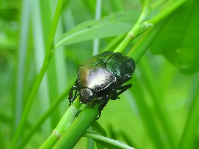 Cetonia aurata - aranyos virágbogár