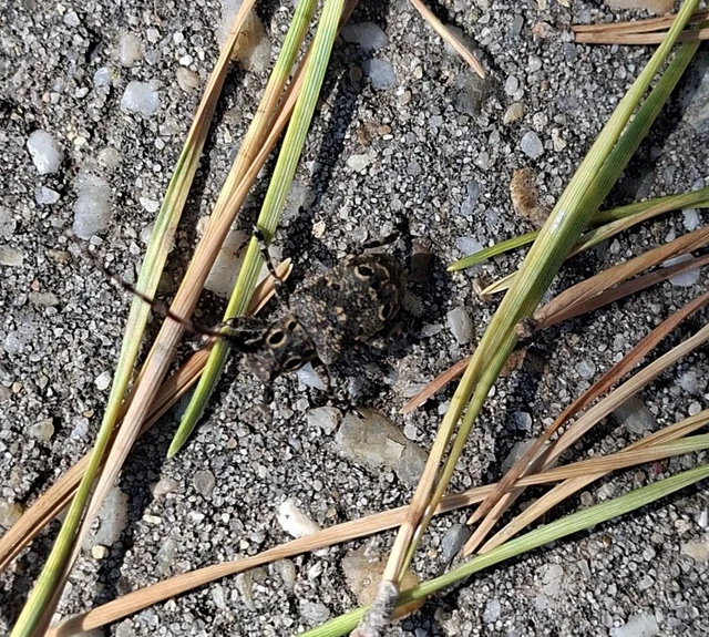Mesosa curculionoides - szemfoltos cincér Mesosa curculionoides - szemfoltos cincér