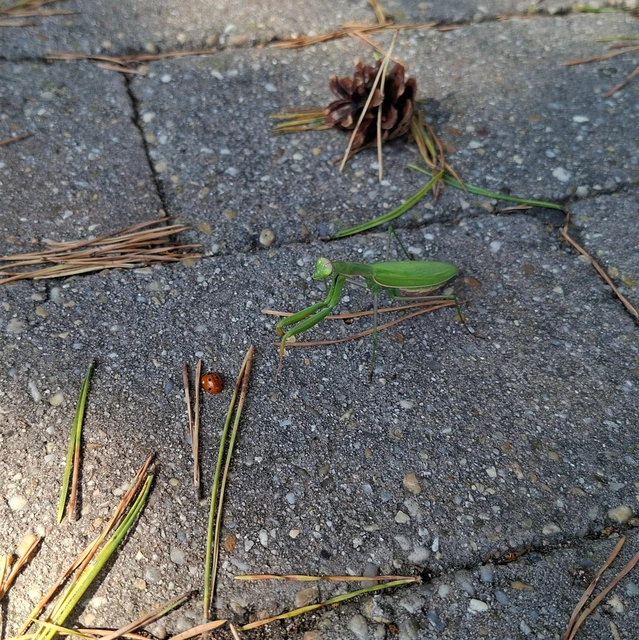 Mantis religiosa - imádkozósáska