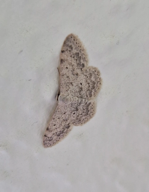 Scopula marginepunctata - pettyes sávosaraszoló