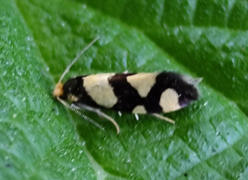 Lampronia rupella - hegyi virágmoly