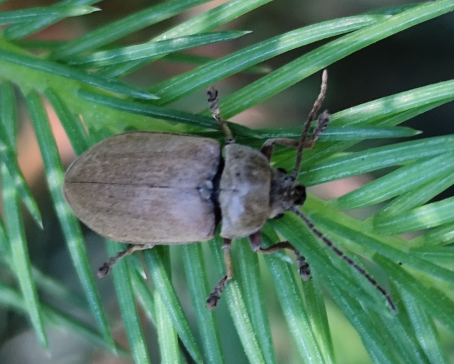Dascillus cervinus - közönséges ernyősrétbogár