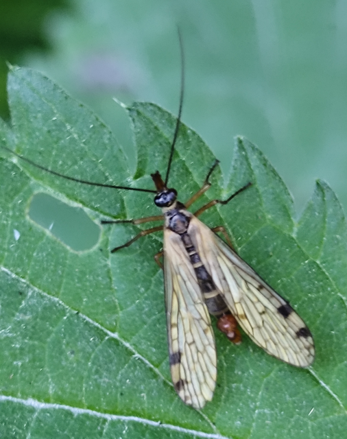 Panorpa alpina