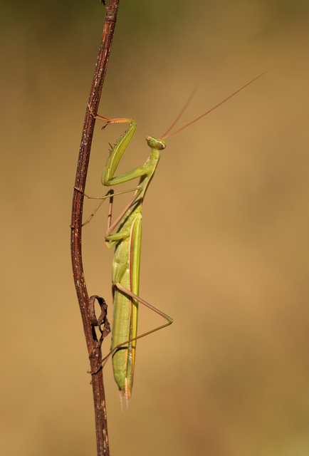 Mantodea - Fogólábúak