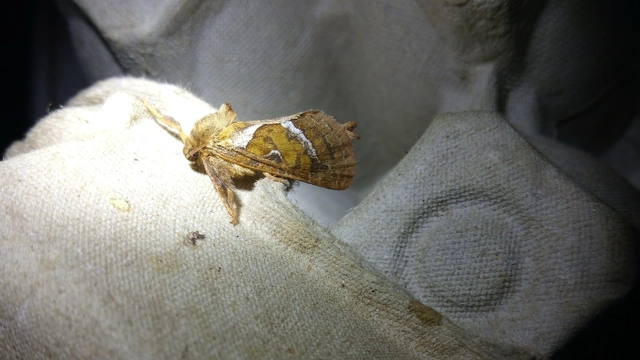 Triodia sylvina - kis gyökérrágólepke