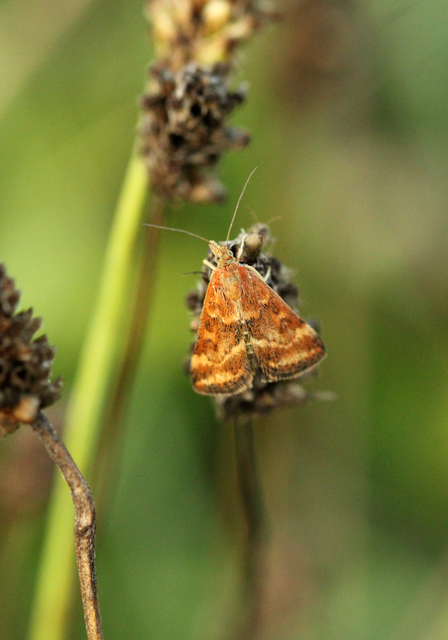 Pyrausta despicata - réti bíbormoly