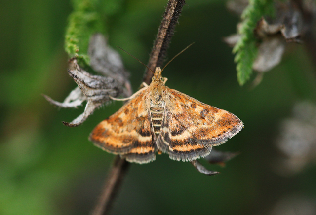 Pyrausta despicata - réti bíbormoly