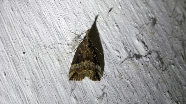 Hypena rostralis - közönséges karcsúbagoly