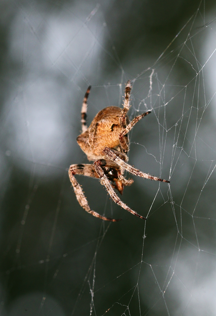 Araneus circe/angulatus