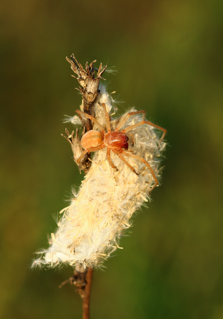 Cheiracanthium