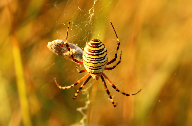 Argiope bruennichi - darázspók