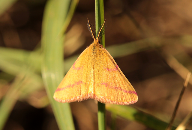Lythria purpuraria - bíborsávos araszoló