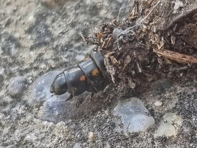 Trichoptera - Tegzesek