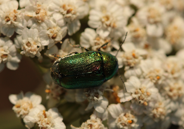 Cryptocephalus