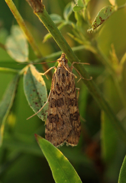 Nomophila noctuella - közönséges vándormoly