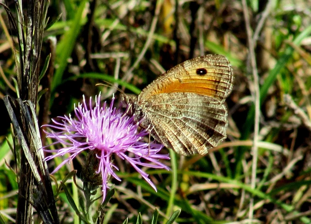 Arethusana arethusa - közönséges szemeslepke
