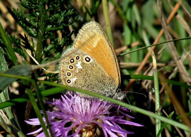 Coenonympha glycerion - közönséges szénalepke