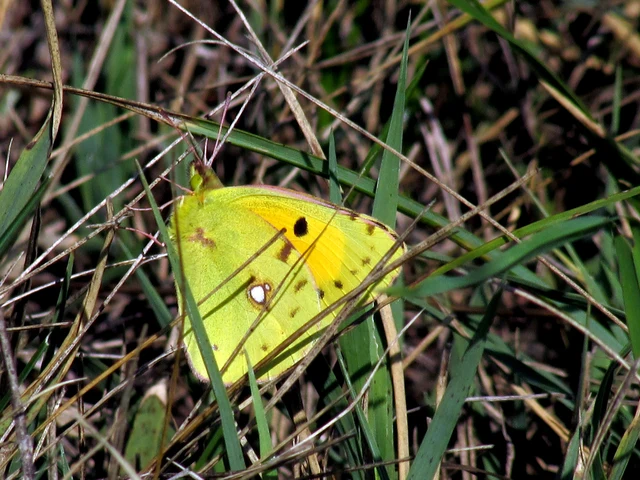 Colias croceus - sáfránylepke