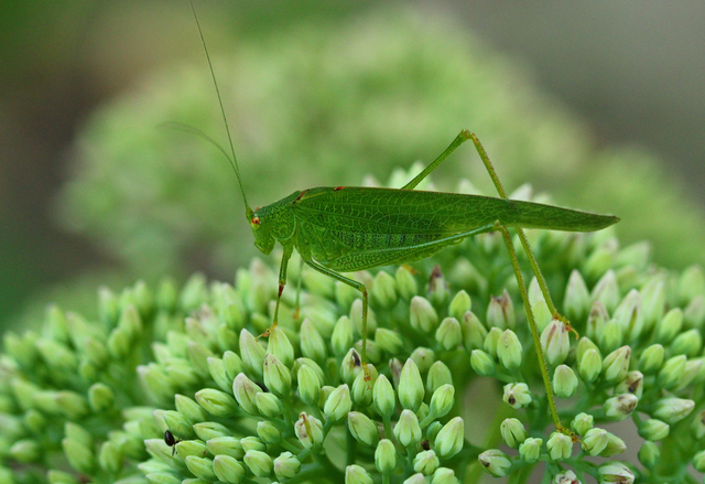 Phaneroptera falcata - zöld repülőszöcske Phaneroptera falcata - zöld repülőszöcske