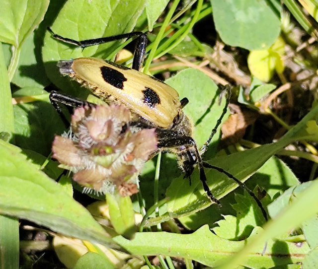 Pachyta quadrimaculata - bajnócacincér