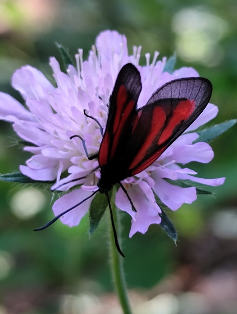 Zygaena osterodensis - ördögszem-csüngőlepke