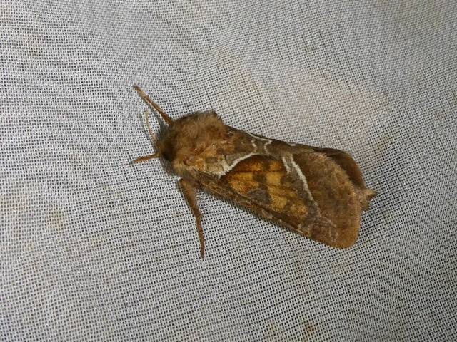Triodia sylvina - kis gyökérrágólepke