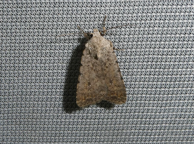 Paradrina clavipalpis - közönséges selymesbagoly