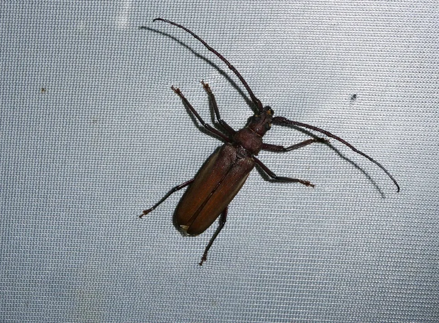 Aegosoma scabricorne - diófacincér