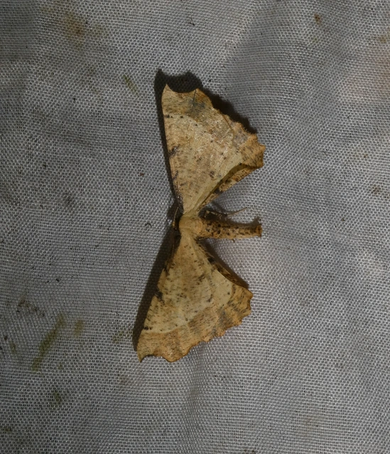 Artiora evonymaria - kecskerágó-araszoló