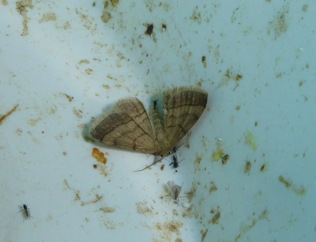 Scopula rubiginata - réti pirosaraszoló