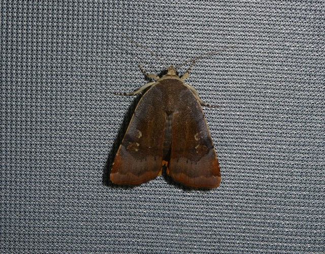 Noctua janthe - lappangó sárgafűbagoly