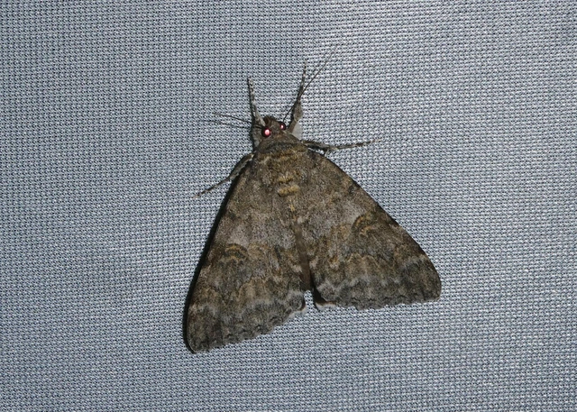 Catocala nupta - piros övesbagoly