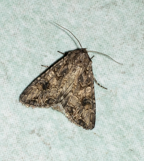Hadula trifolii - lóherebagoly