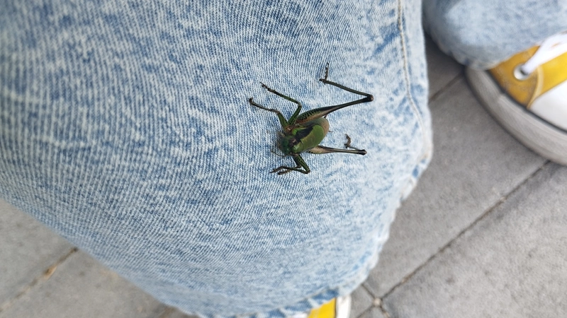 Eupholidoptera garganica - garganói bozótszöcske