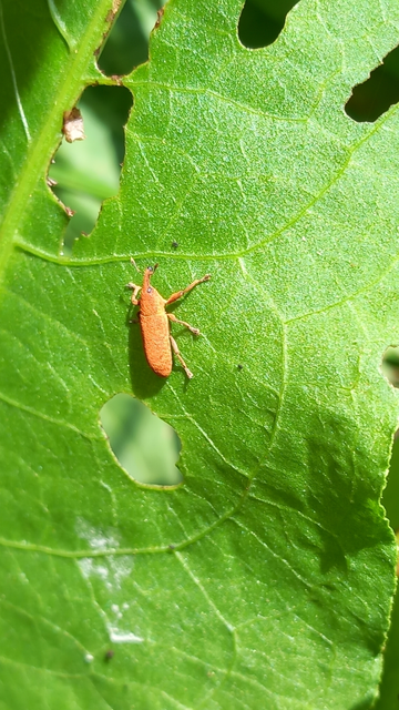 Lixus bardanae - lórom-dudvabarkó