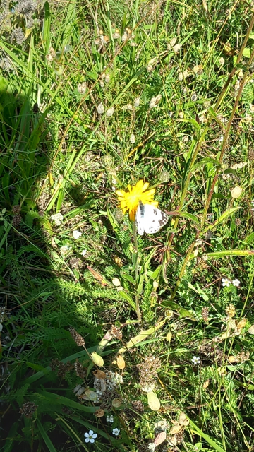 Pontia edusa - rezedalepke