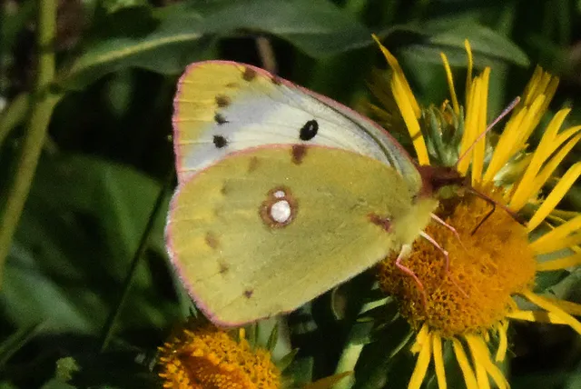 Colias