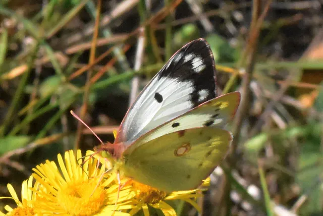 Colias
