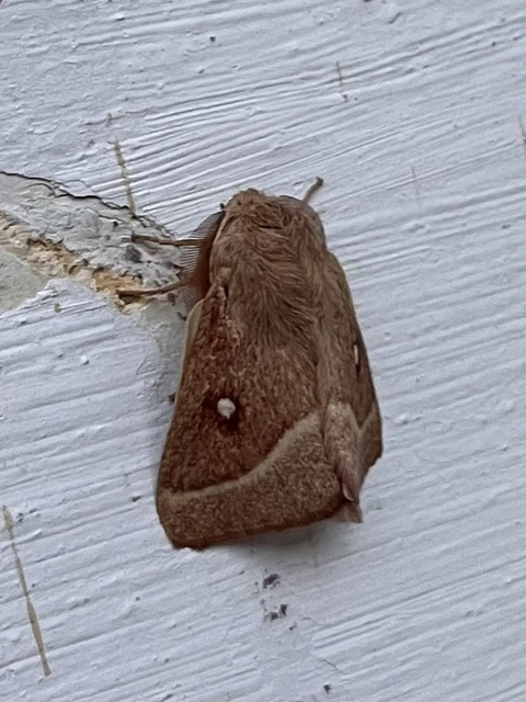 Lasiocampa trifolii - lóhereszövő