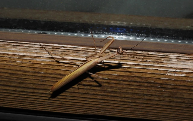 Mantis religiosa - imádkozósáska
