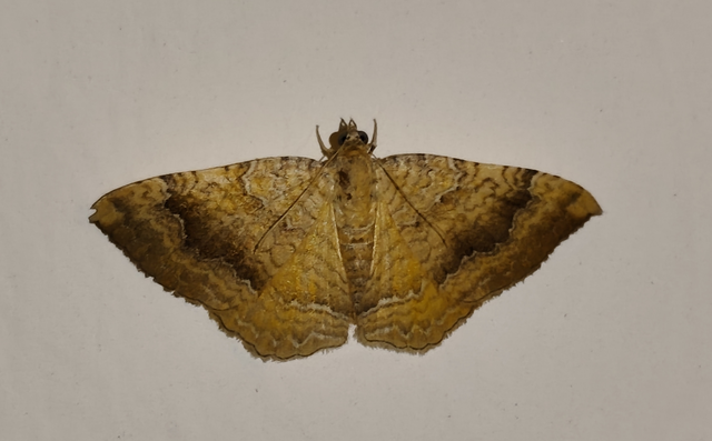 Camptogramma bilineata - kétvonalas sávosaraszoló