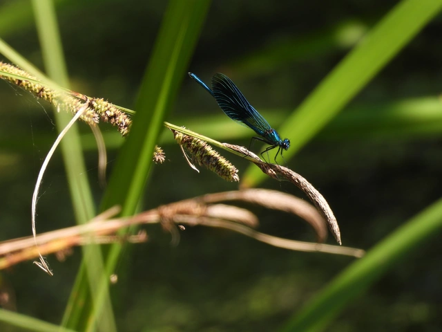 Calopteryx splendens - sávos szitakötő