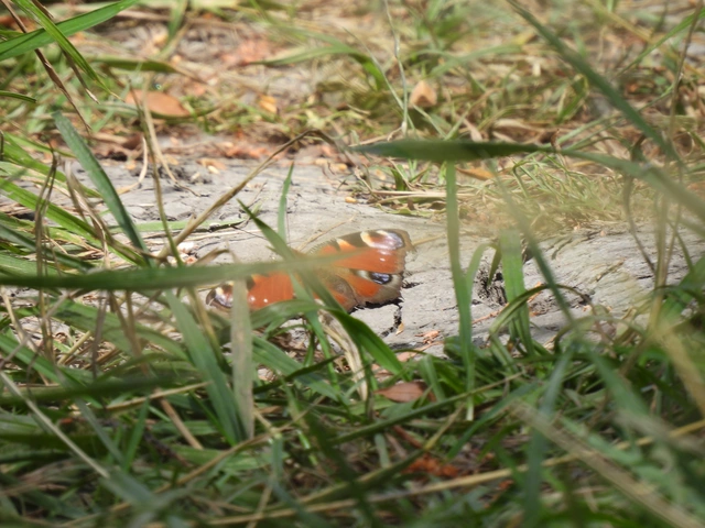 Nymphalis io - nappali pávaszem
